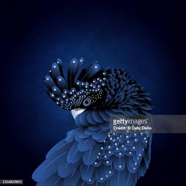 australian red-tailed black cockatoo blue toned digital art - cockatoo stock pictures, royalty-free photos & images