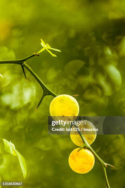 trifoliate orange - trifoliate stock pictures, royalty-free photos & images