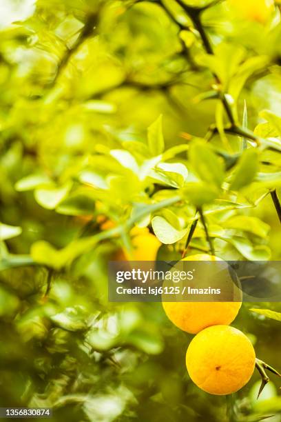 trifoliate orange - trifoliate stock pictures, royalty-free photos & images