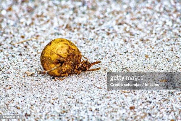 asian giant hornet eating wild pear, danyang, south korea - asian giant hornet stock pictures, royalty-free photos & images