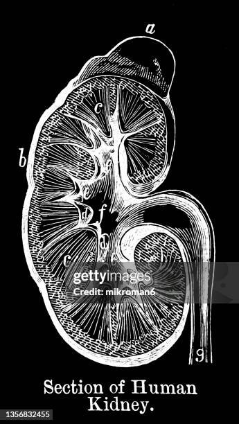 old engraved illustration of section of human kidney - diagram of the human body stock pictures, royalty-free photos & images