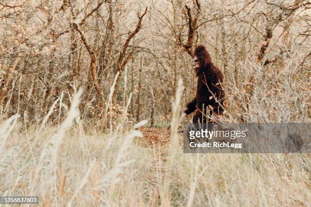 sasquatch bigfoot in the forest - yeti stockfoto's en -beelden