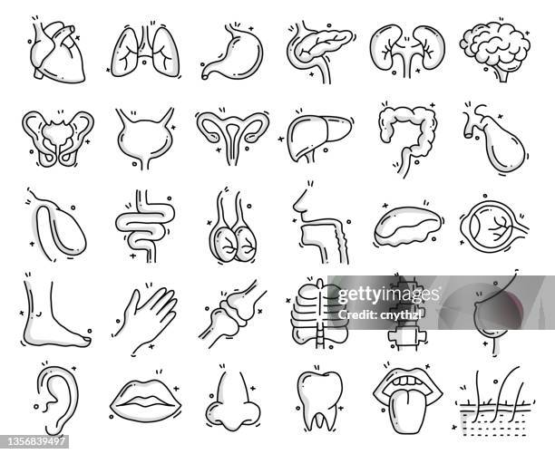 ilustrações, clipart, desenhos animados e ícones de órgãos humanos e objetos e elementos relacionados à anatomia. coleção de ilustração de rabisco de vetor desenhado à mão. conjunto de ícones desenhados à mão. - pâncreas órgão interno