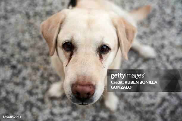 Sad Lab 59 Yellow Lab Sad Stock Photos, High-Res Pictures, and Images - Getty ...