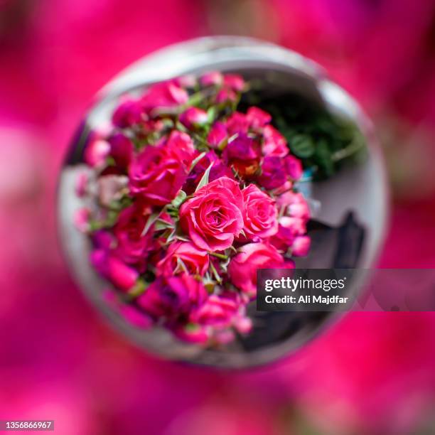 rose flowers - ali rose fotografías e imágenes de stock