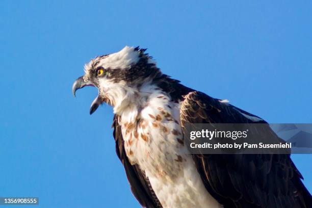 close-up of osprey with tongue showing while calling - osprey stock pictures, royalty-free photos & images