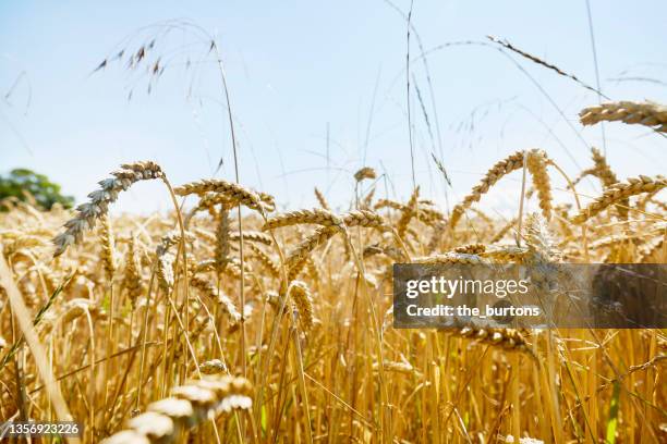 close-up of grain field in summer - spelt stock pictures, royalty-free photos & images