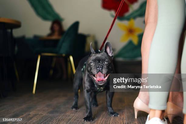 a beautiful gray french bulldog for a walk in a cafe. - coffee slow motion stock pictures, royalty-free photos & images