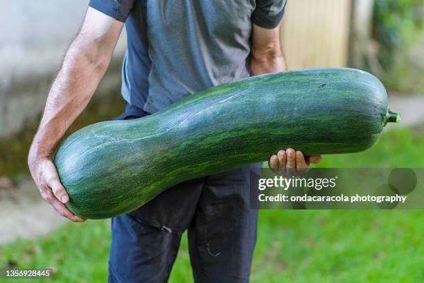 a big pumpkin - de grande taille photos et images de collection