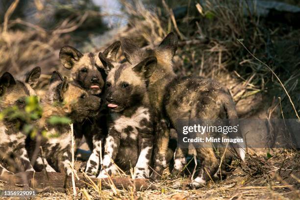 wild dog pups, lycaon pictus, wait at their den site at sunset. - wild dog stock-fotos und bilder