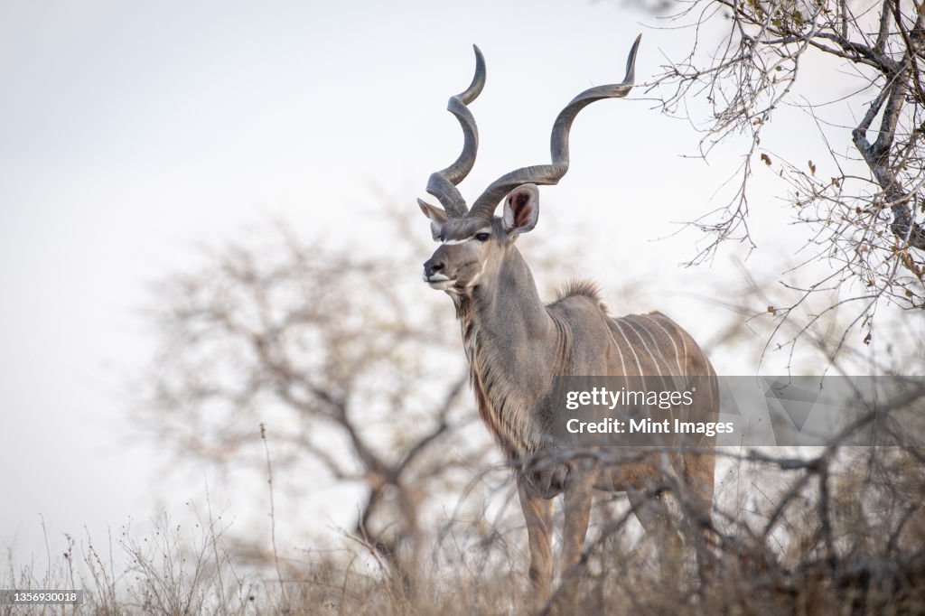 A kudu bull, Tragelaphus strepsiceros, stands in amoungst dry grass and branches