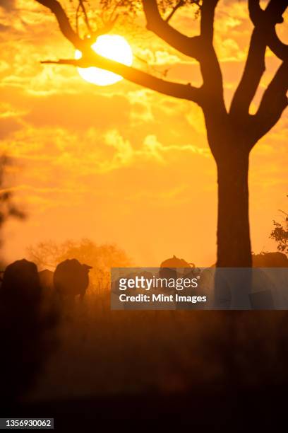 a herd of buffalo, syncerus caffer, walk off into the sunset, silhouetted - wild cattle stock-fotos und bilder