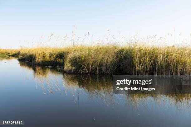 calm waterway with long grass on the water's edge - wildlife reserve stock pictures, royalty-free photos & images