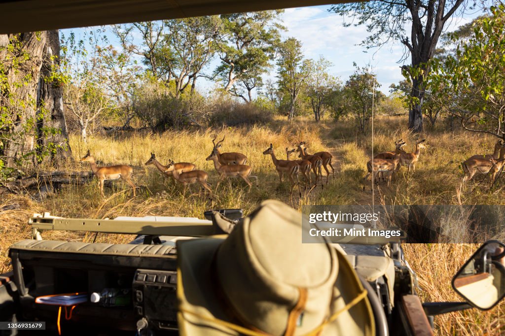 A safari guide in a bush hat at the wheel of a jeep watching a small group of impala close by