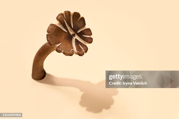 mushroom with shadow on a pastel beige background. - gill stock pictures, royalty-free photos & images