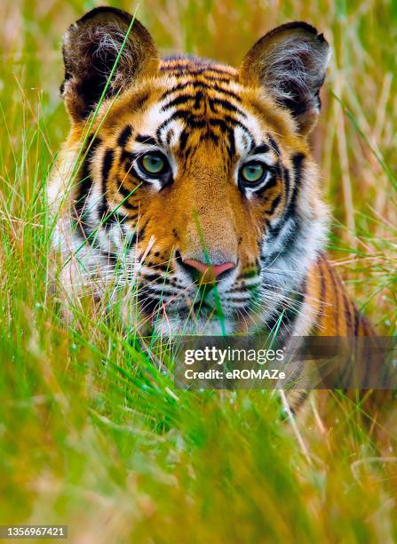 royal bengal tiger - tigre de bengala imagens e fotografias de stock