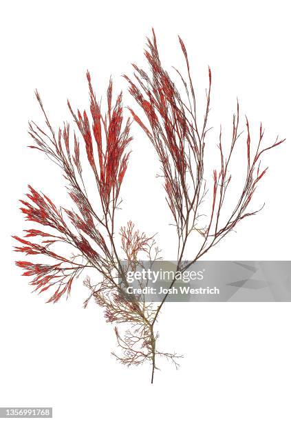 algae, polysiphonia elongata (hudson) sprengel - polysiphonia stock pictures, royalty-free photos & images