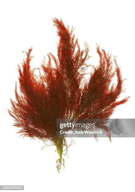 algae, polysiphonia stricta (dillwyn) greville - polysiphonia stock pictures, royalty-free photos & images