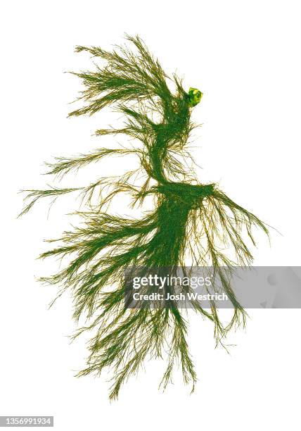 algae, cladophora rupestris (linnaeus) kützing - cladophora stock pictures, royalty-free photos & images