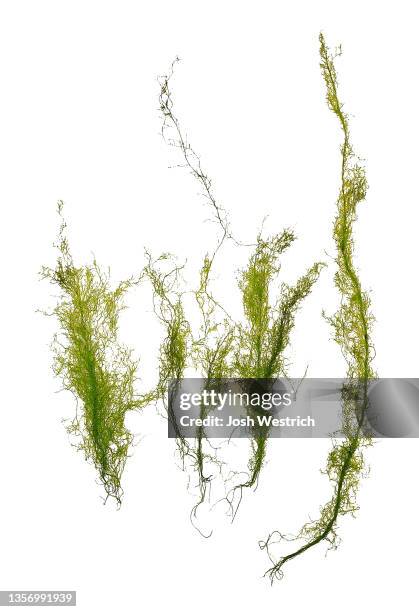 algae, cladophora flexuosa (o.f. müller) kützing - cladophora stock pictures, royalty-free photos & images