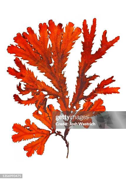 algae, fucus serratus linnaeus - herbarium stock pictures, royalty-free photos & images