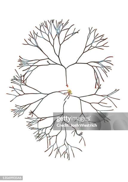 algae, polyides rotundus (hudson) gaillon - herbarium stock pictures, royalty-free photos & images
