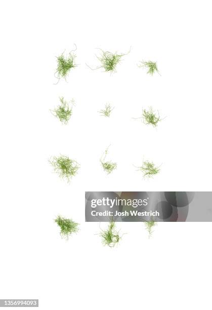algae, cladophora sp. - cladophora stock pictures, royalty-free photos & images