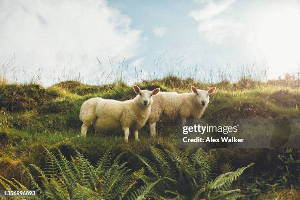 two sheep standing on a grass hill with blue sky in the background look towards the camera. - funny sheep stock pictures, royalty-free photos & images