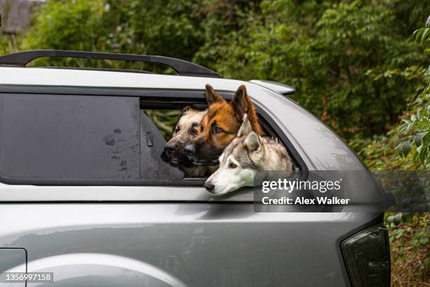 group of dogs leaning out of car window - dog in car window stock pictures, royalty-free photos & images