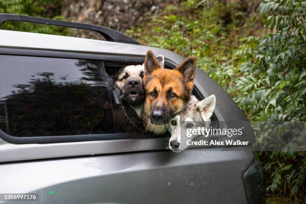 group of dogs leaning out of car window - alex grey stock-fotos und bilder