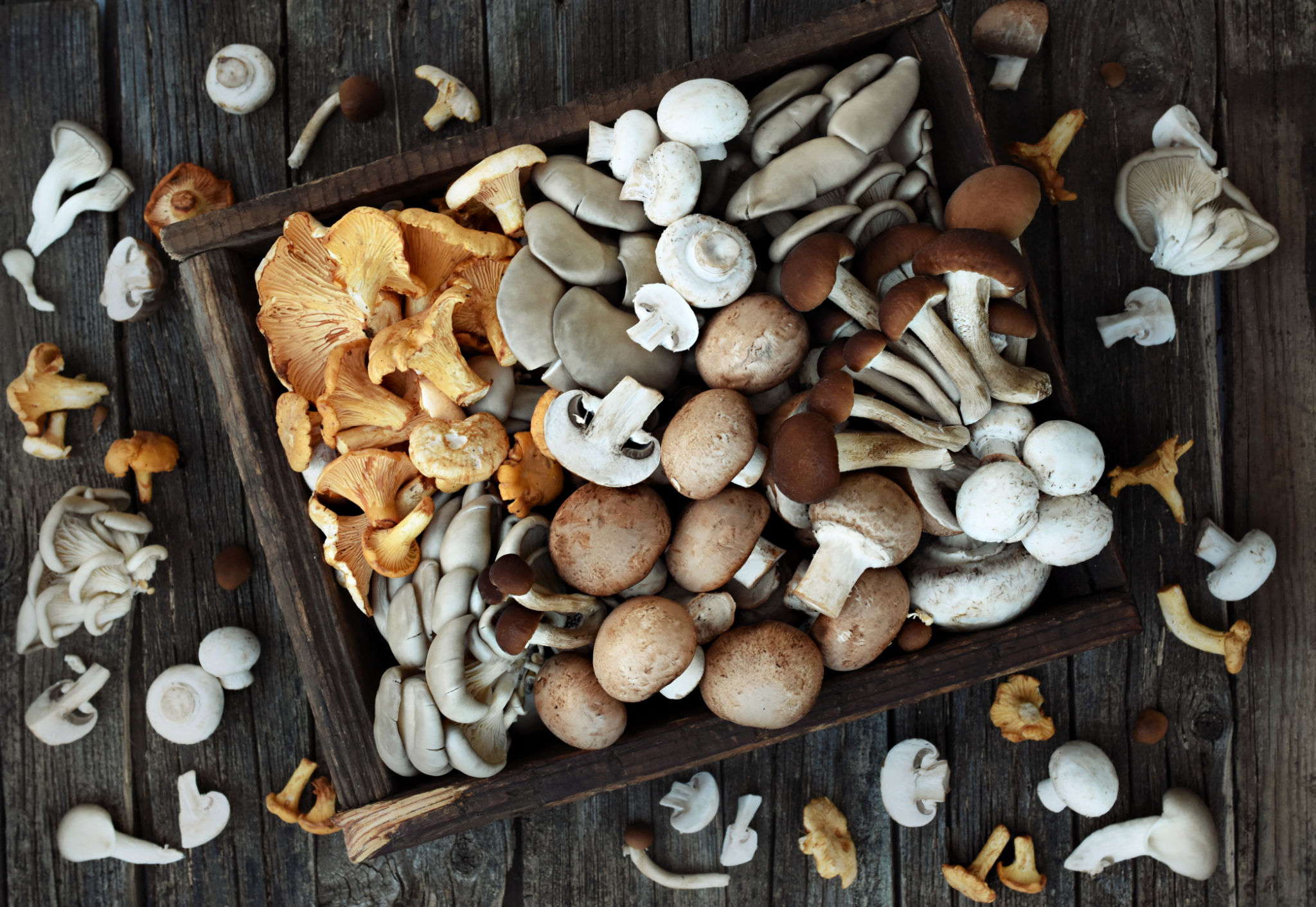 mushrooms variety