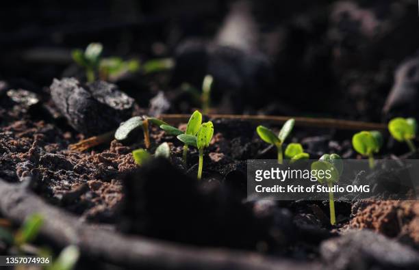 seedling growing from the ash after wildfire - ash imagens e fotografias de stock