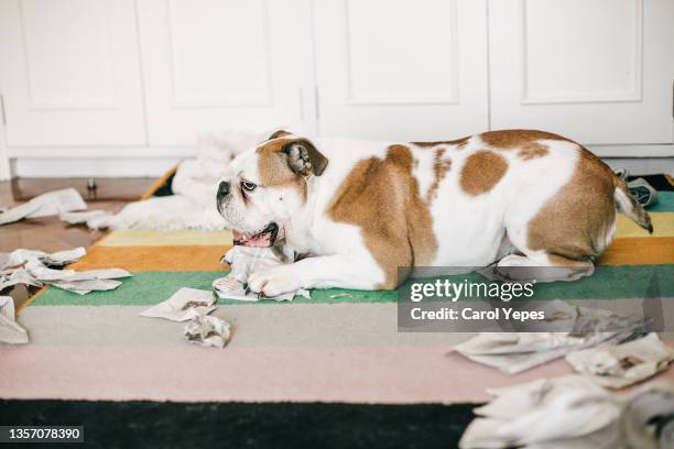 dog playing with lavatory paper on dinning room - messy dog stock-fotos und bilder