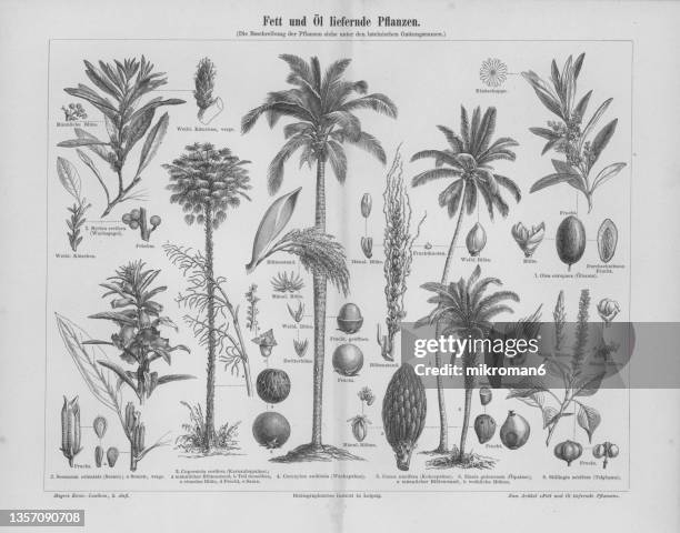 old engraved illustration of oil plants - oil palm seed stock pictures, royalty-free photos & images