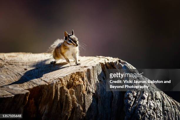 adorable chipmunk posed on old tree stump at bryce canyon - chipmunk stock pictures, royalty-free photos & images