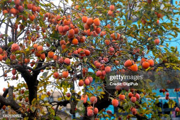 persimmon tree in winter - kaki stockfoto's en -beelden