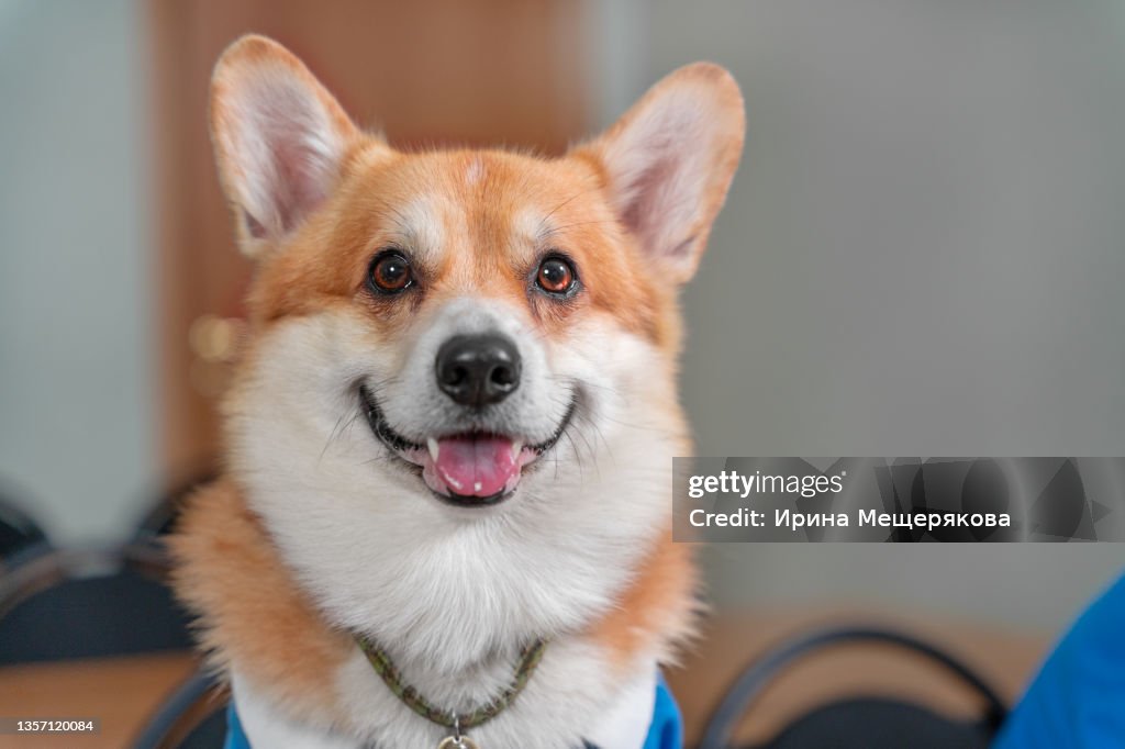Portrait of smart obedient welsh corgi pembroke or cardigan dog looking forward and smiling, front view