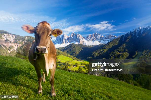 happy cow auf einer almwiese mit blick auf das villnösstal, südtirol - kuh stock-fotos und bilder