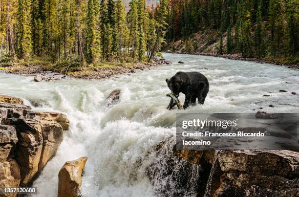 black bear catching wild salmon on a river - salmón animal fotografías e imágenes de stock