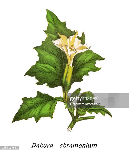 old chromolithograph illustration of thorn apple, jimsonweed or devil's snare (datura stramonium) - angels trumpet stock-fotos und bilder