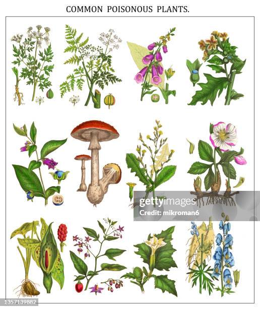 old chromolithograph illustration of poisonous plants - monkshood stock pictures, royalty-free photos & images