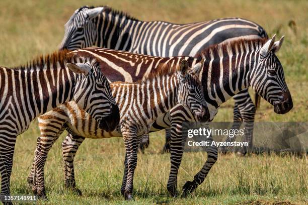 plains zebra family at wild - plains zebra bildbanksfoton och bilder