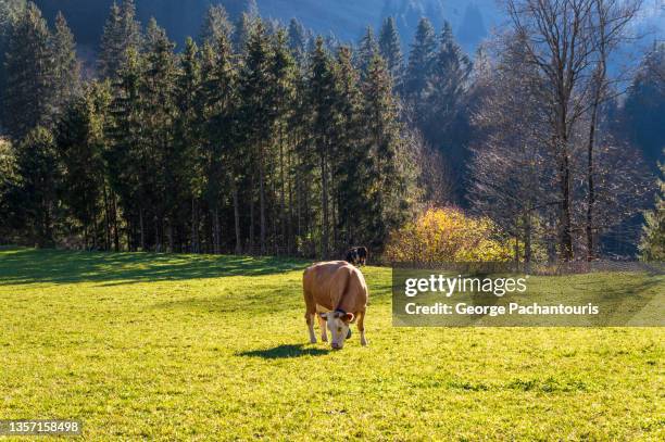 cows on an alpine scenery - swiss alps fotografías e imágenes de stock