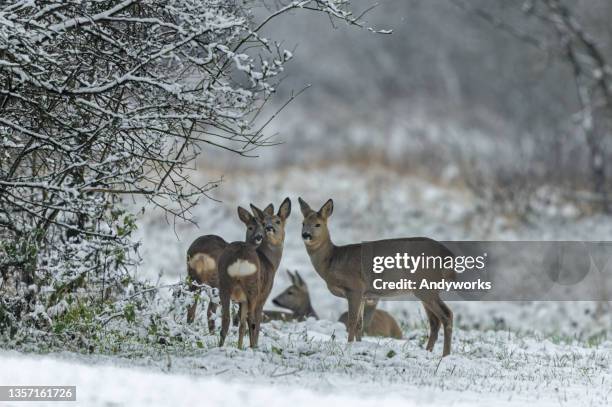 roe deers - winter meadow stock pictures, royalty-free photos & images