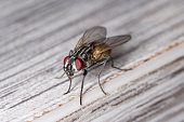 The housefly Musca domestica. Common and burdensome insect in homes.