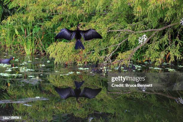 An anhinga dries off his wings at the Green Cay Nature Preserve on October 31, 2021 in Boynton Beach, Florida.