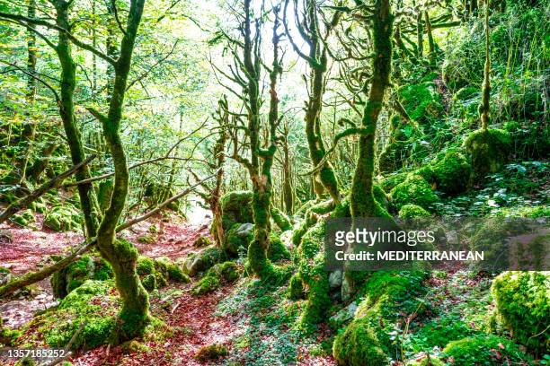 selva de irati in navarra pyrenees autumn beech forest - navarra stock pictures, royalty-free photos & images