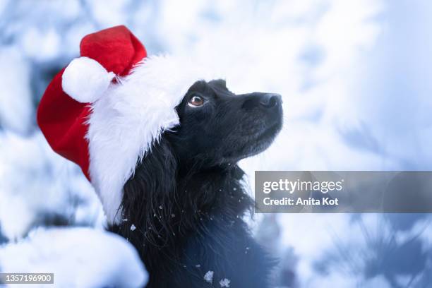 portrait of a dog wearing a santa claus hat - dachshund christmas stock pictures, royalty-free photos & images