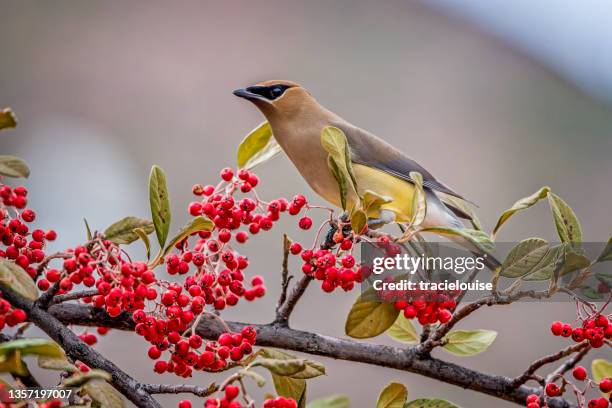 cedar waxwing (bombycilla cedrorum) - rowanberry stock pictures, royalty-free photos & images