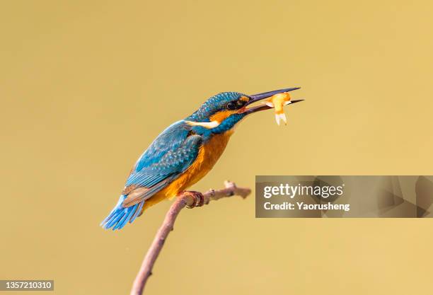 kingfisher in flight with red fish - feather floating stock pictures, royalty-free photos & images